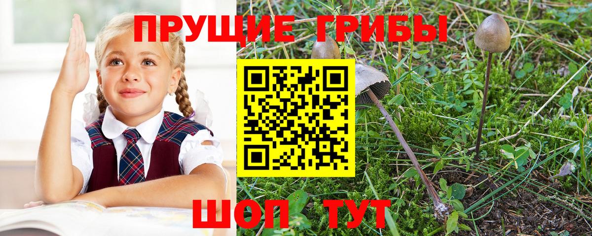 Галлюциногенные грибы Cubensis  Псилоцибиновые грибы Cubensis  магазин    Новокубанск 